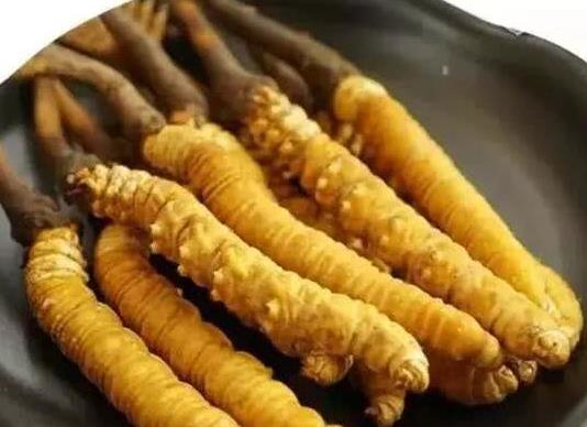 清新虫草回收市场价格一览