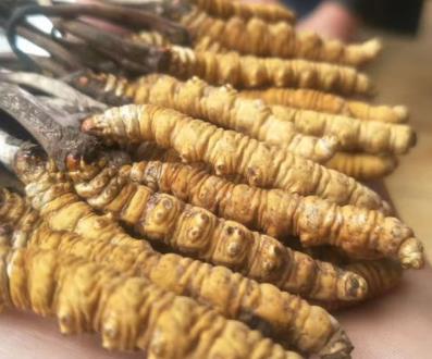 佛冈虫草回收价格行情