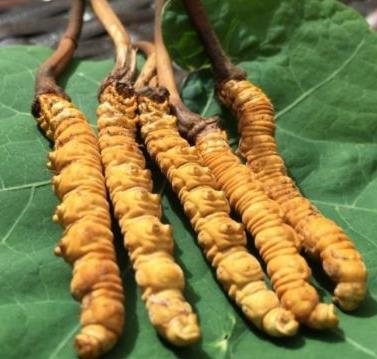 佛冈虫草回收商家报价一览