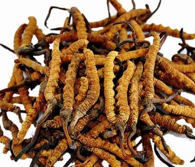 连山虫草回收价格行情多少钱