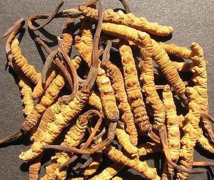 连州虫草回收市场价格多少