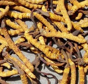 清远虫草回收多少钱一克