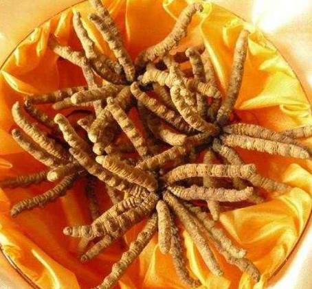 清远那曲虫草回收价格如何