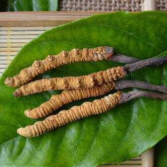 清远虫草回收商家在哪里