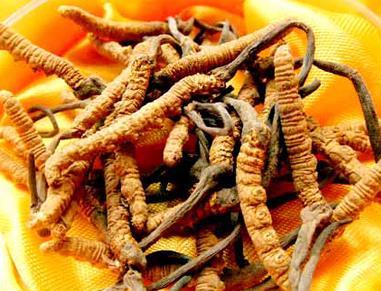 清远专业虫草回收商家报价