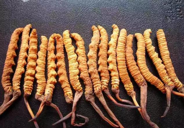 清远虫草回收规格区分