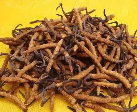 清远商家虫草回收报价一览