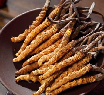 清远虫草回收市场价格多少