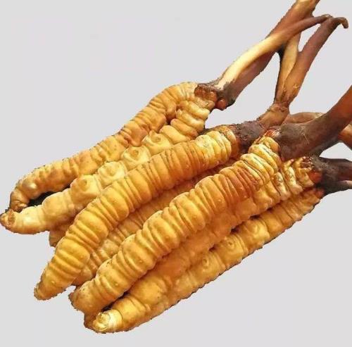 清远虫草回收一克多少钱