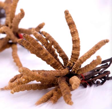 清远虫草回收价格怎么算的