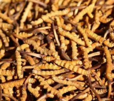 清远虫草回收价格一斤多少钱