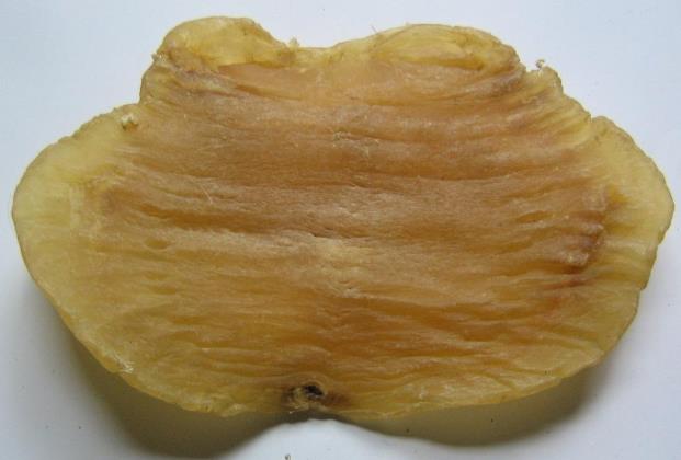 南山专业鱼胶回收什么价格