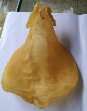 东城鱼胶回收商家