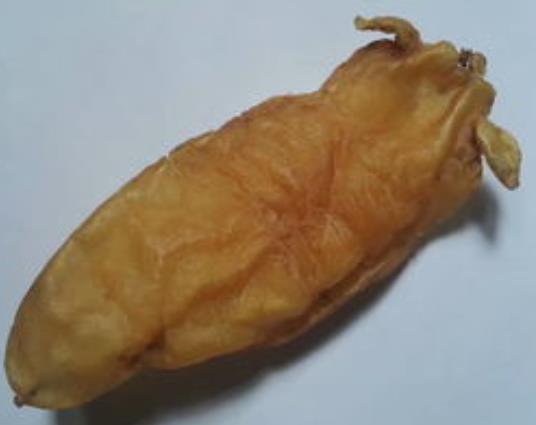 南城鱼胶回收什么价格