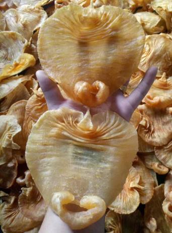 洪梅专业鱼胶回收