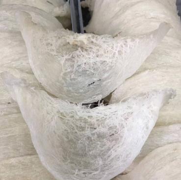 南头长期燕窝回收价格