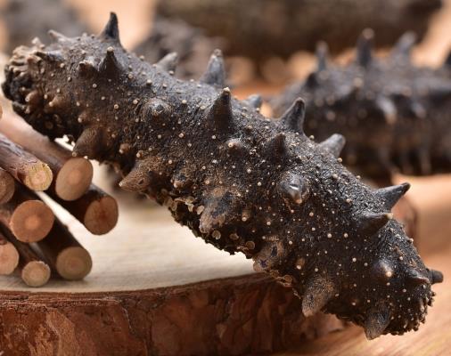 珠海海参回收商家在哪