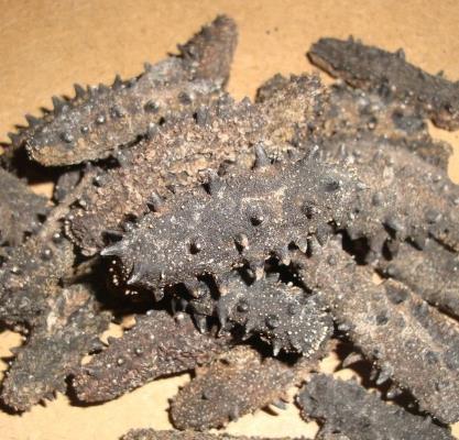 珠海商家长期海参回收价格