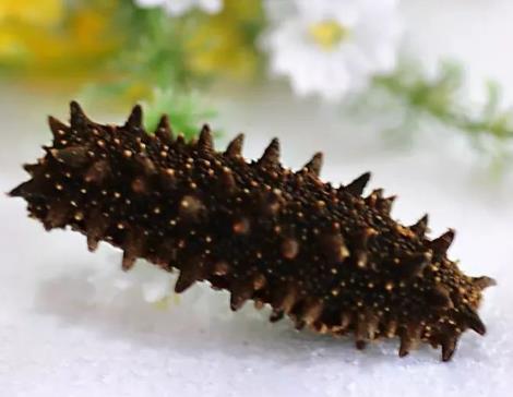 和平专业海参回收商家报价