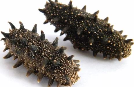 连州高价海参回收行情