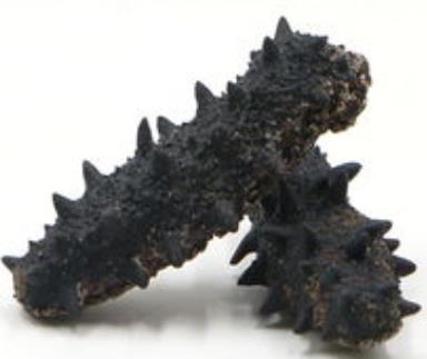 东凤海参回收商家报价如何