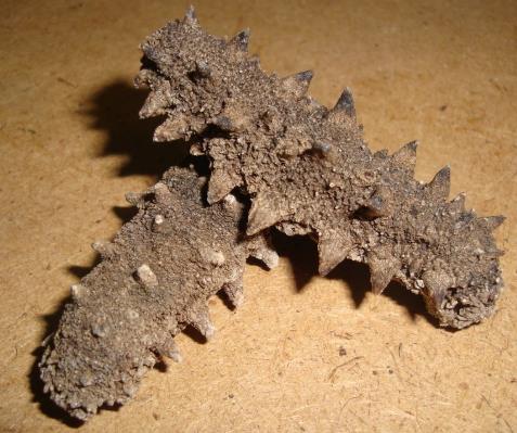 古镇海参回收商家报价