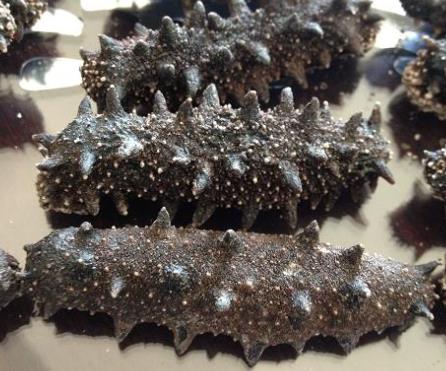 古镇商家上门海参回收