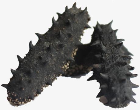 三角海参回收商家报价