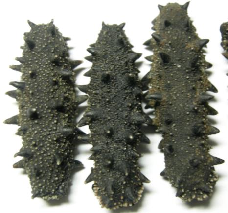 三角高价海参回收行情