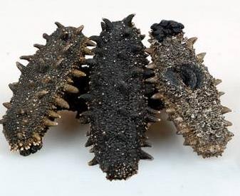 三角海参回收商家在哪