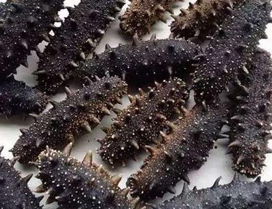 大涌海参回收商家在哪