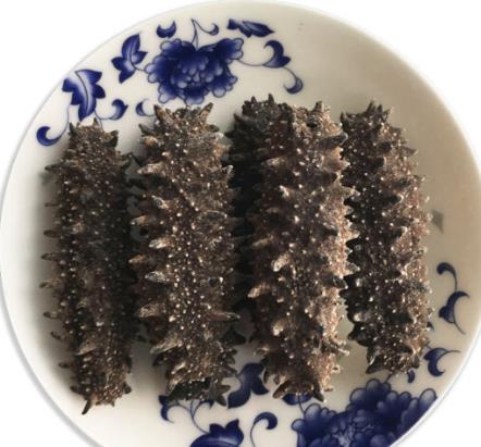 沙溪海参回收价格多少钱