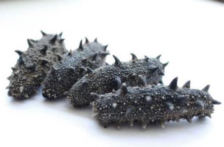 三乡高价海参回收行情