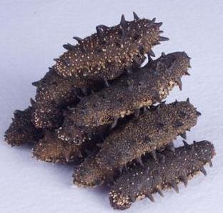 三乡专业海参回收商家报价