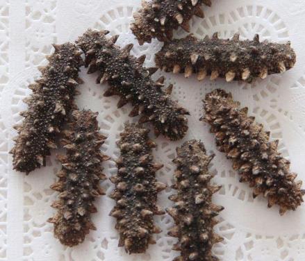 神湾长期海参回收价格