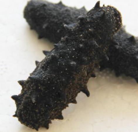 南山商家海参回收价格差异