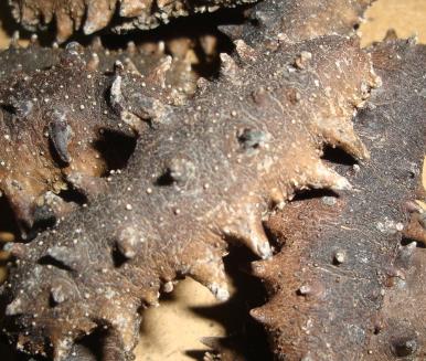 英德商家各种礼品回收