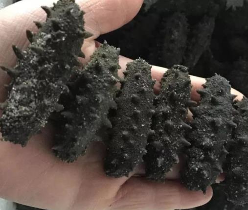 黄圃海参回收价格行情变化