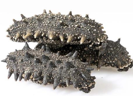 民众海参回收市场行情价格