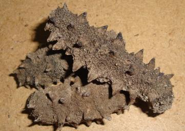 连平海参回收商家实体店