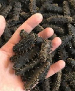 源城海参回收价格行情如何