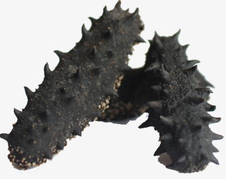 大朗海参回收商家报价怎么样