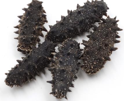 横沥海参回收店铺在哪