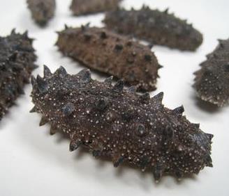 中山海参回收价格多少钱