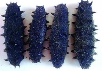 惠州海参回收商家报价