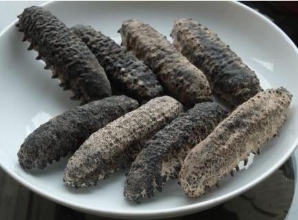 惠州专业海参回收商家