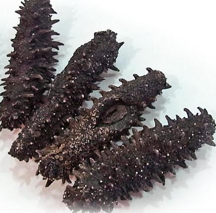 惠州海参回收商家联系方式