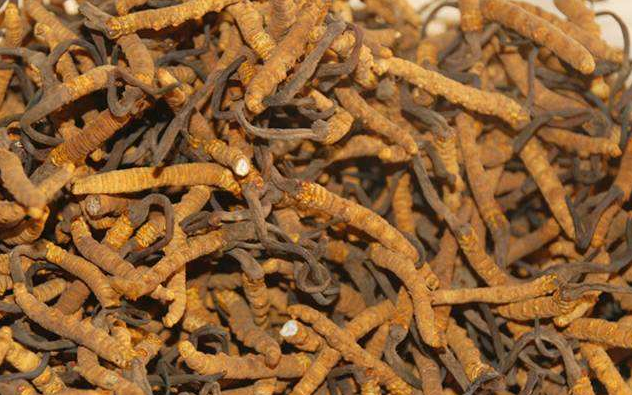 东莞虫草回收价格