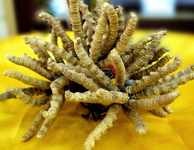 从化虫草回收价格