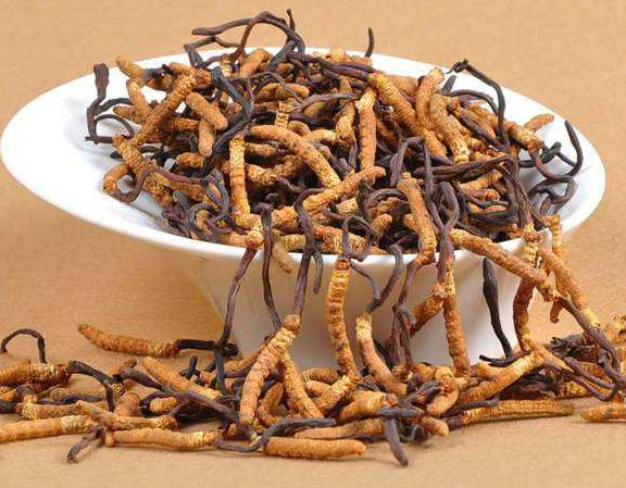 从化虫草回收多少钱